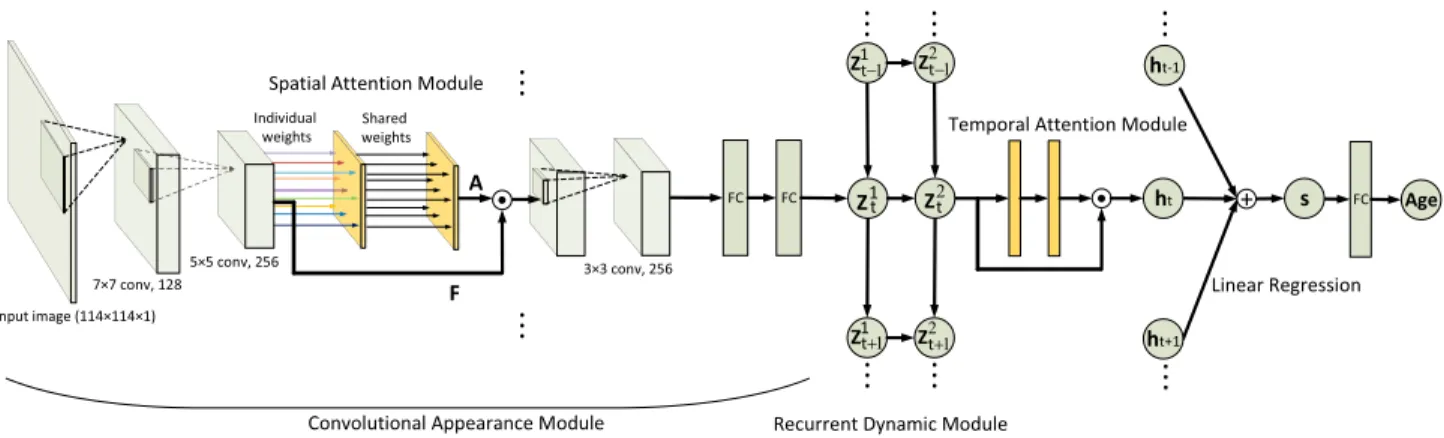 Fig. 1. The graphical representation of our Spatially-Indexed Attention Model (SIAM) for age estimation