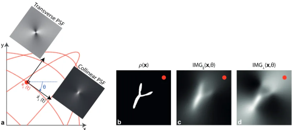 Figure 3.1: The collinear and transverse image components for x-space MPI. (a) The collinear and transverse PSFs for x-space MPI, rotated at an angle θ to align with the instantaneous velocity vector