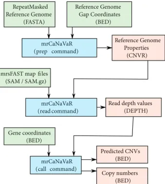 Figure 1: Steps of calling CNVs and copy numbers using mrCaNaVaR. We first generate a file (extension .cnvr) that contains G+C ratios within overlapping sliding windows using mrcanavar prep command