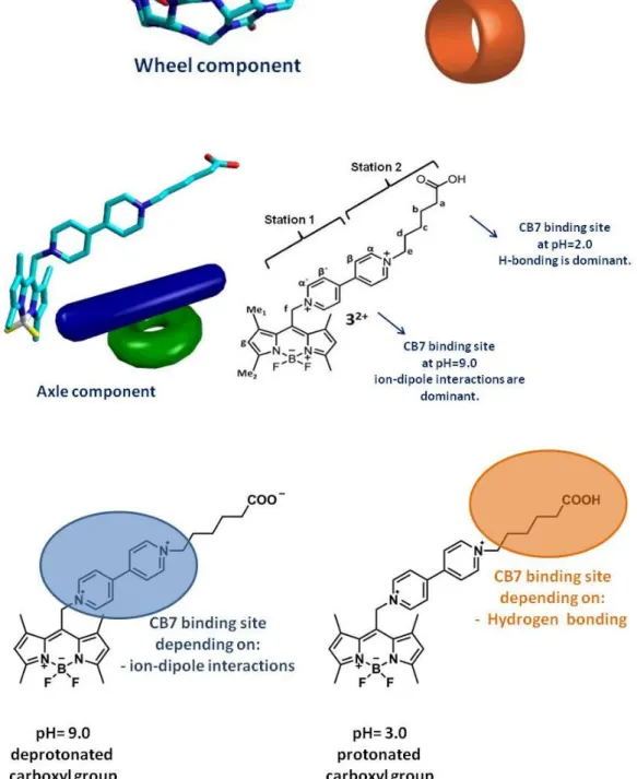 Figure 27. Structure of the fluorogenic ‘axle unit’ with two potential stations for  CB7 and the ‘wheel component’