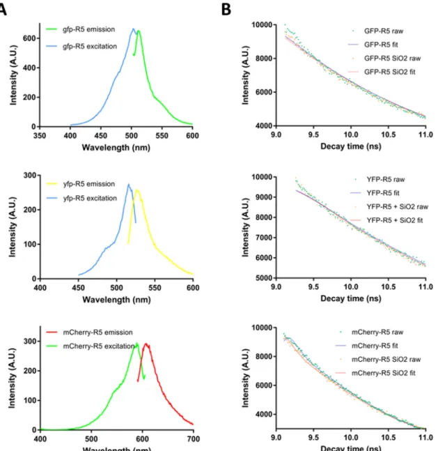 Figure 2. Fluorescence characteristics of designer proteins. Left panel (A) shows the excitation−emission spectra pairs for GFP-R5 (exc: 501 nm, emis: 509 nm), YFP-R5 (exc: 514 nm, emis: 527 nm), and mCherry-R5 (exc: 587 nm, emis: 610 nm) constructs