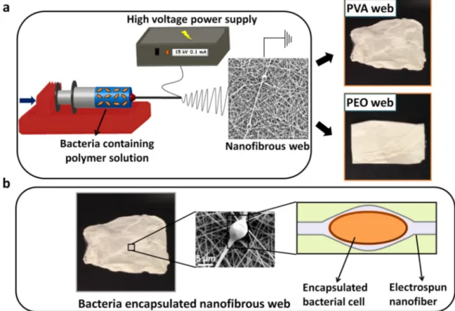 Fig. 1. (a) Schematic representation of electrospinning process for bacteria encapsulated PVA and PEO webs, and photographs of PVA and PEO webs, (b) representative images for bacteria encapsulated webs including a SEM micrograph and a schematic representat