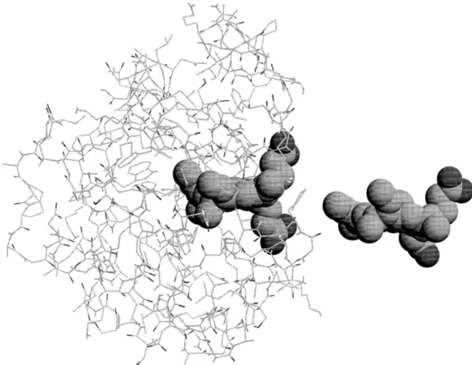Fig. 1. Structure of the protein containing the pocket with the heme after 200 ps of equilibration and the heme in its final position outside the pocket, 2 nm from the original one