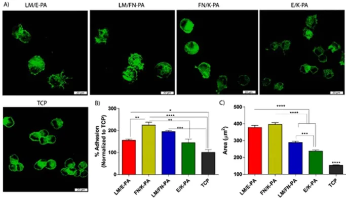 Figure 3.  Adhesion and spreading of C2C12 cells on peptide nanofiber networks. (A) Confocal images  of adhered cells on peptide coated surfaces and tissue culture plate, green represents phalloidin staining  and scale bars are 20 μ m