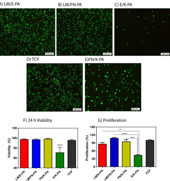 Figure 4.  Viability and proliferation of C2C12 cells on peptide nanofiber networks. Live-dead assay of  C2C12 cells at 24 h