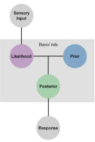 Figure 3.1: A simple illustration of the components of a basic Bayesian model. In this framework, an observer learns the statistical regularities in the environment, e.g