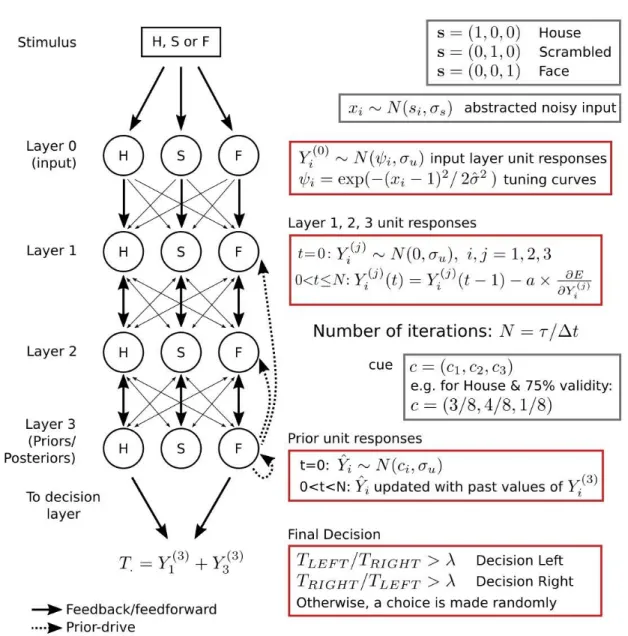 Figure 5.2: Cortical model. The model has one input, one decision and three intermediate layers, and three category-specific feature units for house (H), face (F) and scrambled (S) images