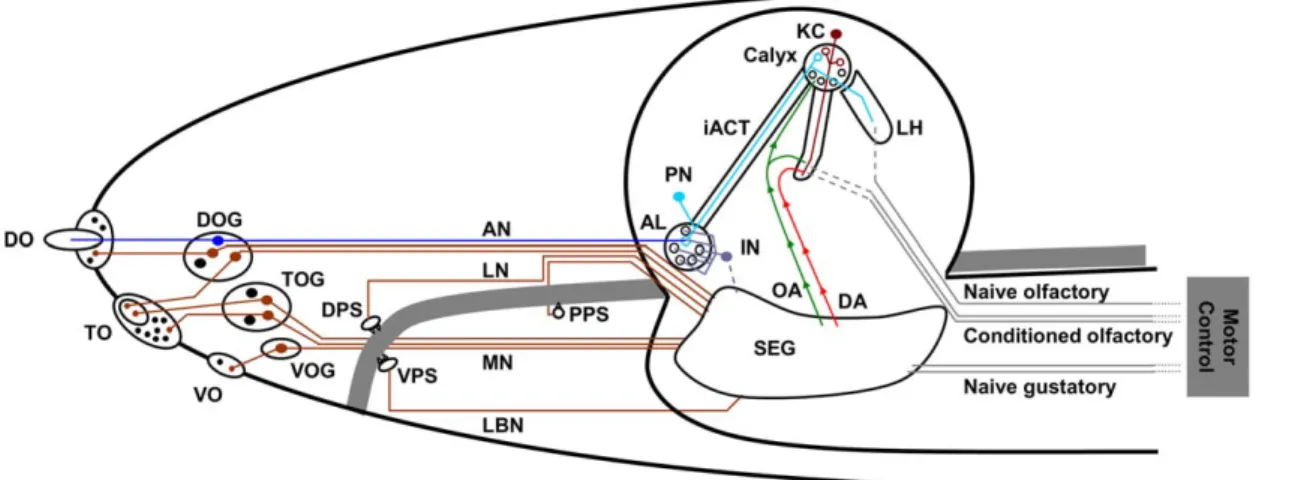 Figure 1. The anatomy of the Drosophila chemosensory system. Overview of the cephalic larval chemosensory pathways