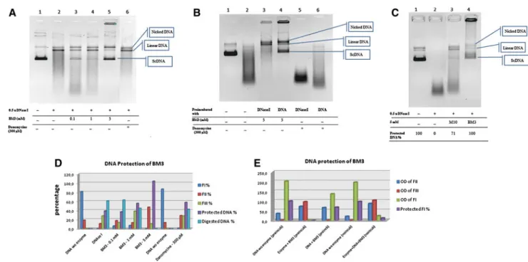 Table 2 Information about restriction endonuclease enzymes used in the study