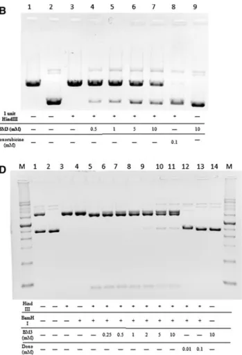 Fig. 7 RED assay results of BM3, 0.5 lg supercoiled pBR322 DNA was used for all RED assay experiments