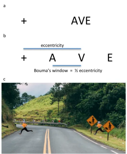 Fig 1. Crowding. a. In crowding, the perception of a target element deteriorates in the presence of nearby elements.