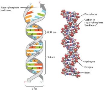 Figure 2.1: The grey ribbons that represent the sugar-phosphate backbone have arrows that run in opposite directions to indicate that the two strands of the helix are arranged in an anti-parallel manner