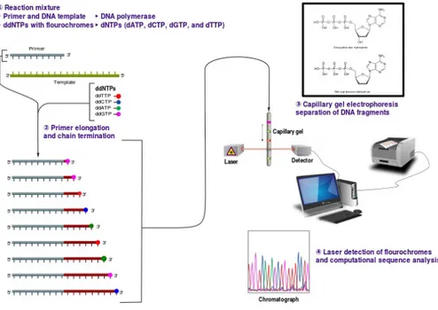 Figure 2.3: Workflow of the Sanger Sequencing Method. This figure is adapted from [7].