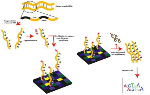 Figure 2.13: Workflow of whole exome sequencing. This figure is adapted from [18].