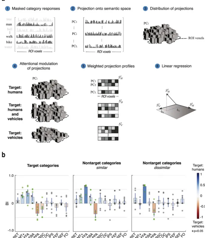 Fig. 4. Bias in semantic representation during divided attention.(a) To assess the bias in semantic representation during divided attention, masked category responses for the three attention tasks were projected onto individual subjects ’ semantic spaces