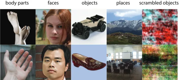 Figure 2.4: Sample images used in localizer scans. To localize category- category-selective areas, 20 static images randomly selected from one of the “objects”,