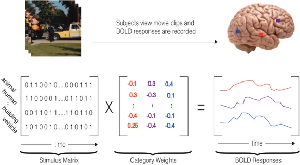 Figure 2.5: General procedure of obtaining model weights. Voxel-wise cat- cat-egory weights were assessed using regularized ridge regression of stimulus matrix and voxel-wise BOLD responses