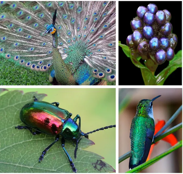 Figure 2.7: Structural coloration examples from nature.