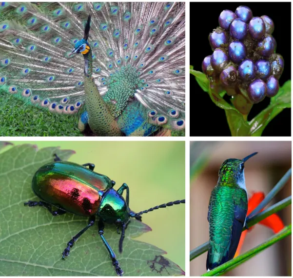 Figure 2.7: Structural coloration examples from nature.