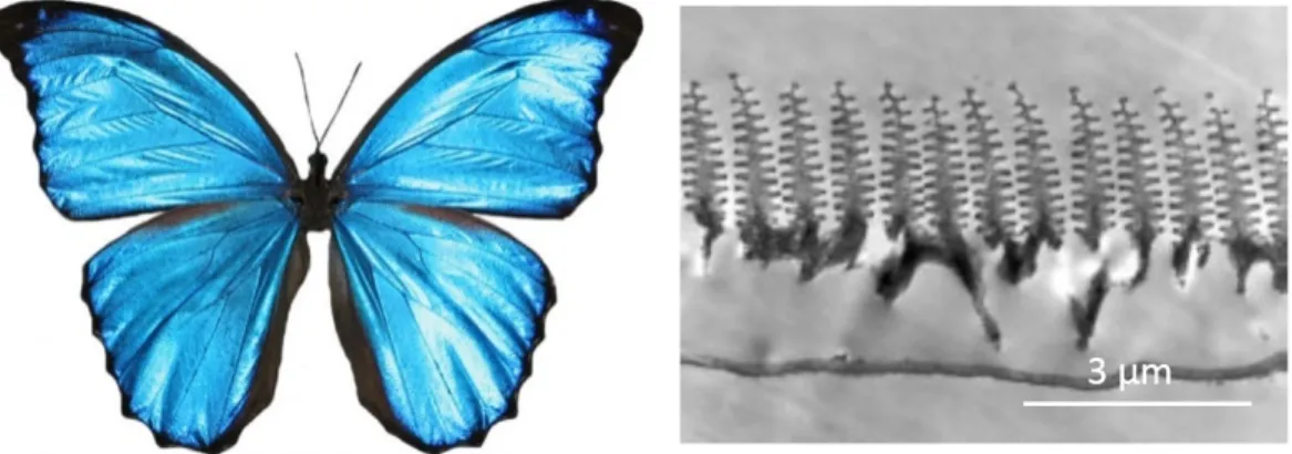 Figure 2.8: Quasi-multilayer structures on the wing scales of Morpho didius but- but-terfly