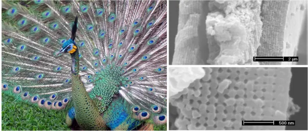 Figure 2.9: Peacock feathers are formed by square lattice arrangements of melanin rods in a keratin matrix