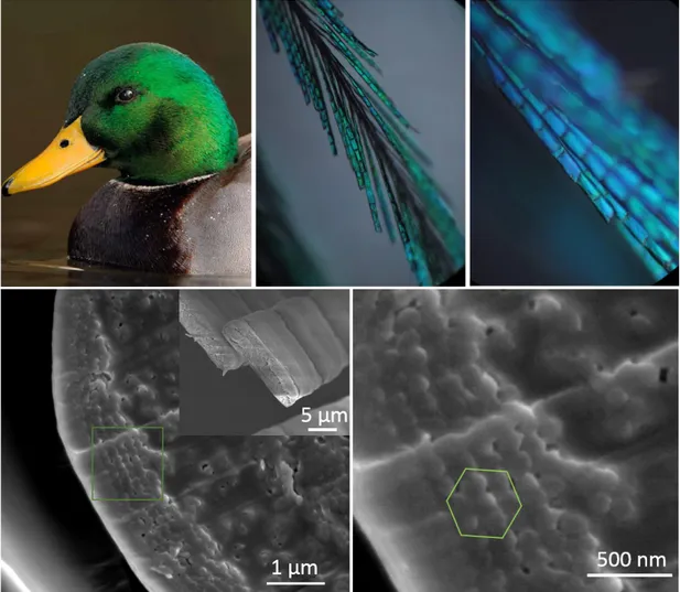 Figure 2.10: Bright-green coloration and iridescence on neck feathers of Mallard duck