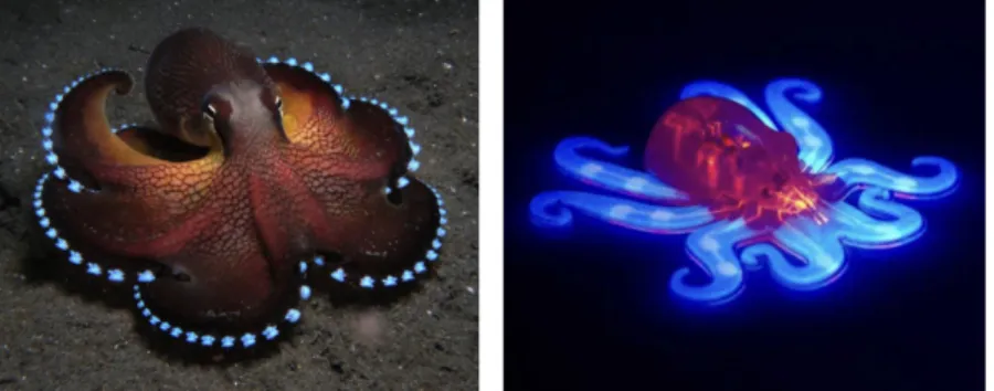 Figure 2.2 The left column is an octopus the source of inspiration, the right column is  a bio-inspired soft robot.[4] 