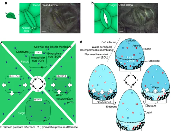 Figure  2.5  The  explanation  of  reversible  actuation  mechanism  in  plants  based  on  osmosis