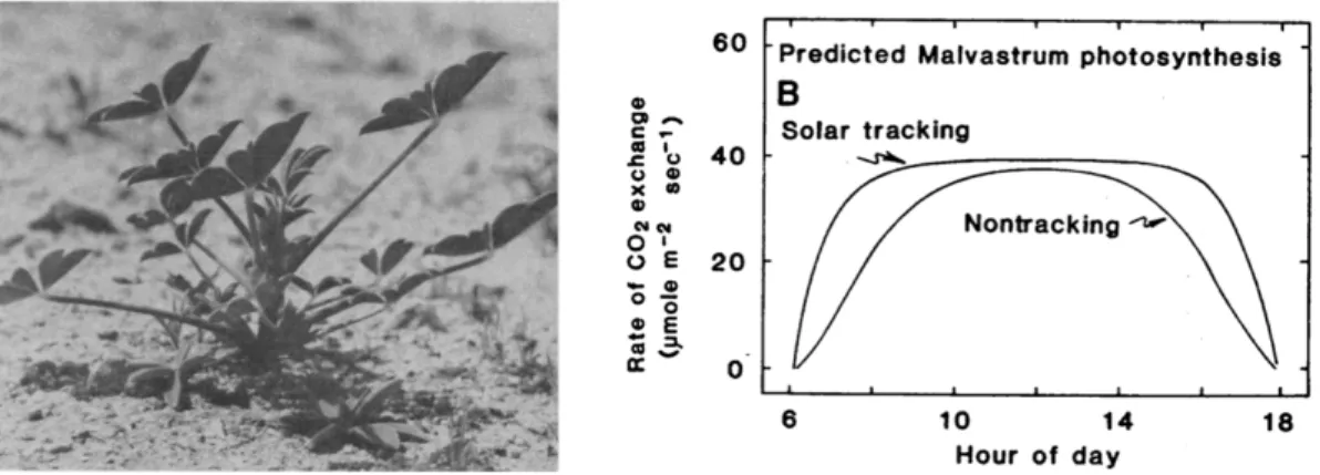 Figure 2.6 a) Solar tracking (heliotropism) of plants. Photo taken from [29], which also  shows b) the of rate of CO 2  production by a heliotropic plant (pinus arizonicus) vs a  non-heliotropic one