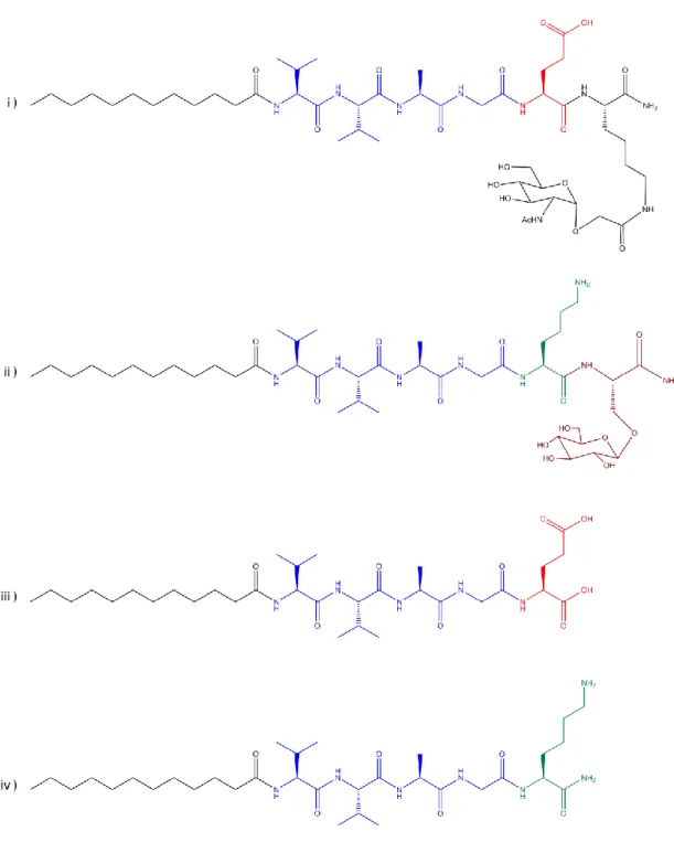 Figure 3.5 Chemical structures of the peptide amphiphiles. GlcNAc-PA (i), Glc- Glc-PA (ii), E-Glc-PA (iii), and  K-Glc-PA (iv)