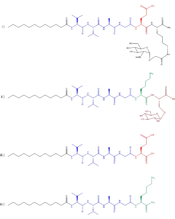Figure 3.5 Chemical structures of the peptide amphiphiles. GlcNAc-PA (i), Glc- Glc-PA (ii), E-Glc-PA (iii), and  K-Glc-PA (iv)