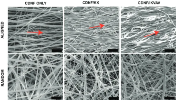 Fig. 3 Aligned (a) and random (b) CDNFs functionalized with fluores- fluores-cently labeled IKVAV