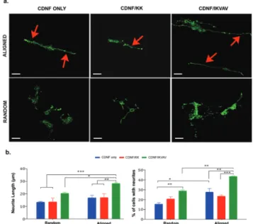 Fig. 5 (a) Synaptophysin expression of PC-12 cells cultured on random and aligned CDNFs with bioactive and non-bioactive functionalized peptide groups