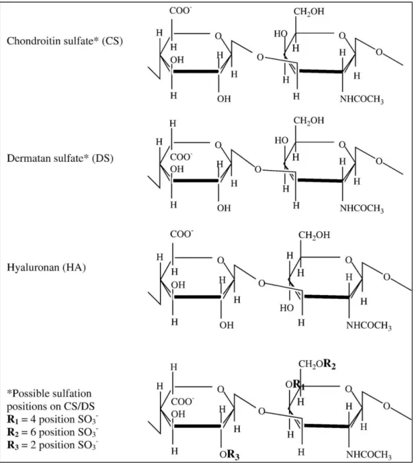 Figure  1.4  Repeating  disaccharide  units  and  possible  sulfation  positions  of  glycosaminoglycan  chains