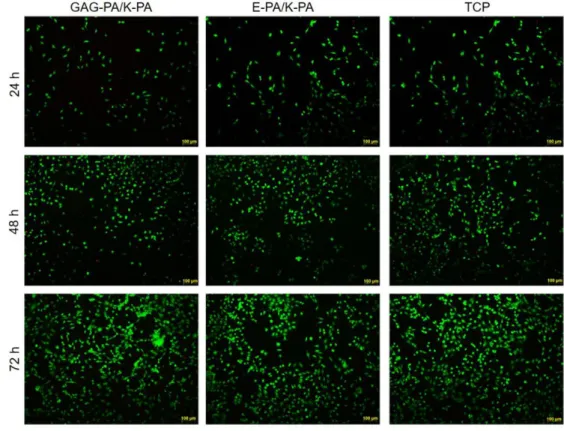 Figure 2.9 Viability of rMSCs cultured on peptide nanofibers and TCP, analyzed by  calcein/ethidium homodimer live−dead assay