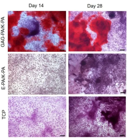 Figure 2.15 Biomineralization on peptide nanofibers and TCP on days 14 and 28 as  demonstrated by Alizarin red staining