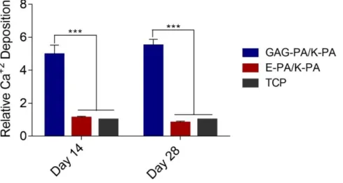 Figure 2.16 Quantification of relative calcium deposition on peptide nanofibers and  TCP on days 14 and 28, ***p < 0.001