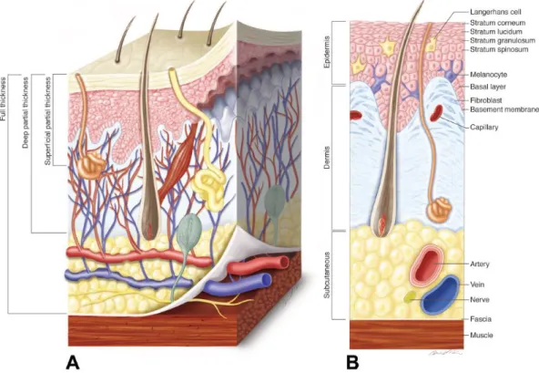 Figure  2.  Skin  Anatomy.  A,  Three-dimensional  demonstration  of  the  skin.  B,  Location of different cell types and important histological zones