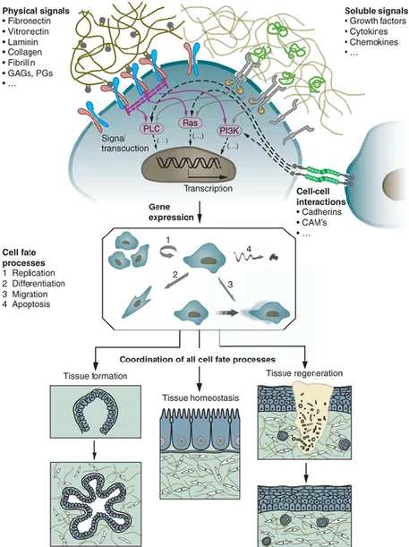 Figure  3.  Dynamic  interactions  of  cells  with  the  surrounding  ECM.  Physical  signals, soluble signals, cell fate processes and cell-cell interactions regulate processes  such  as  tissue  formation,  tissue  homeostasis  and  tissue  regeneration