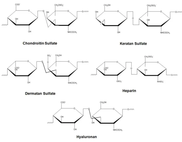 Figure 4. Glycosaminoglycans and their structural units. 