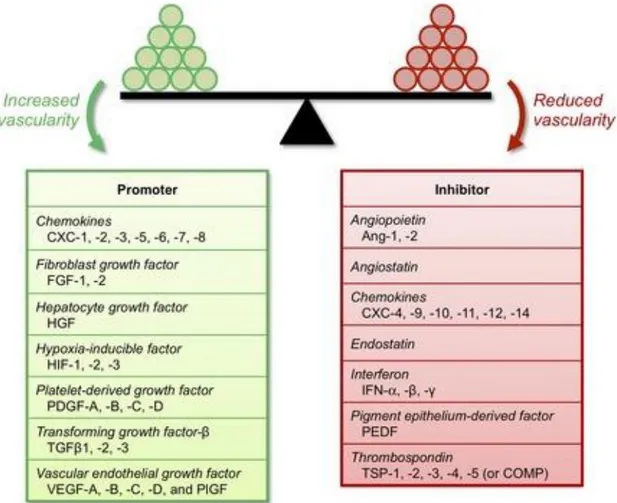 Figure  7.  Regulation  of  angiogenesis  process  trough  pro-angiogenic  factors  and  anti-angiogenic  factors  (Reproduced  from  Ref