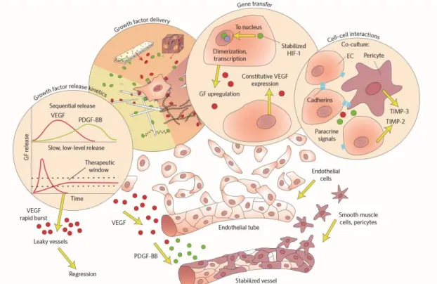 Figure  8.  Vascularization  of  tissue-engineering  scaffolds.  (Reused  from  Ref.  19 with permission from Nature Publishing Group)