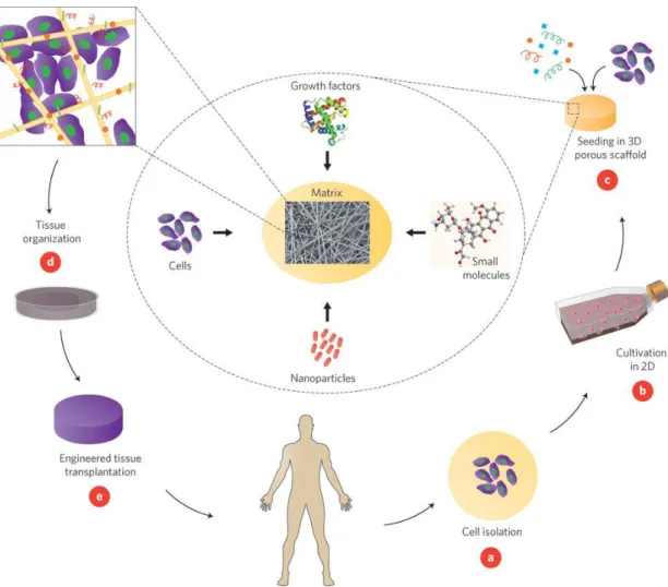 Figure  1.2  Basics  of  tissue  engineering.  Cells  are  initally  isolated  from  the  patient  or a donor  (A)  and  expanded  in  cell  culture  (B)