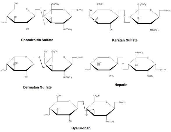 Figure 1.4 Glycosaminoglycans and their structural units. 