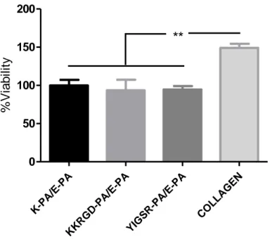 Figure 2.10 Viability results of corneal fibroblast at 24 h. PA scaffolds do not  exhibit any toxic effect on HTK cell line