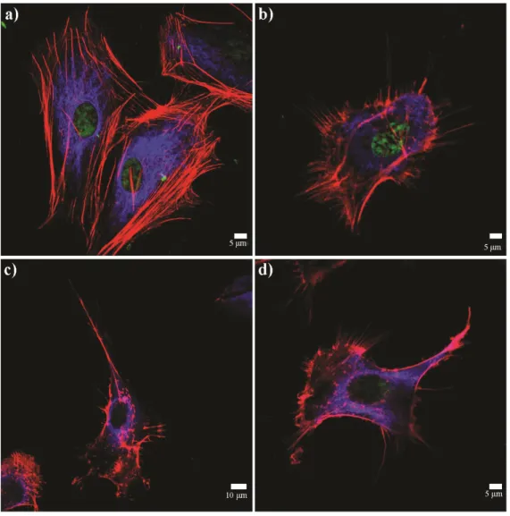 Figure 2.13 Spreading and cellular morphology of corneal fibroblasts acquired  by vimentin (blue), TRITC-conjugated phalloidin (red) and TO-PRO®-3 (green)  iodide  staining  on  (A)  YIGSR-PA  coated  surface,  (B)  KKRGD-PA  coated  surface, (C) K-PA coat