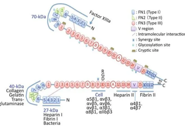 Figure  1.1.  Diagram  of  fibronectin  modular  structure,  structure  of  fibronectin  modules  and  binding  units  (Reproduced  with  permission  from  ref