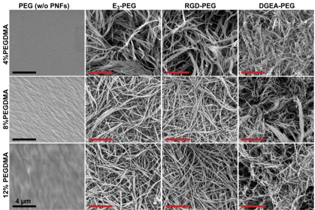 Figure  2.5.  Scanning  electron  microscopy  (SEM)  images  of  PEG  (w/o  peptide  nanofibers) and PEG-peptide composites