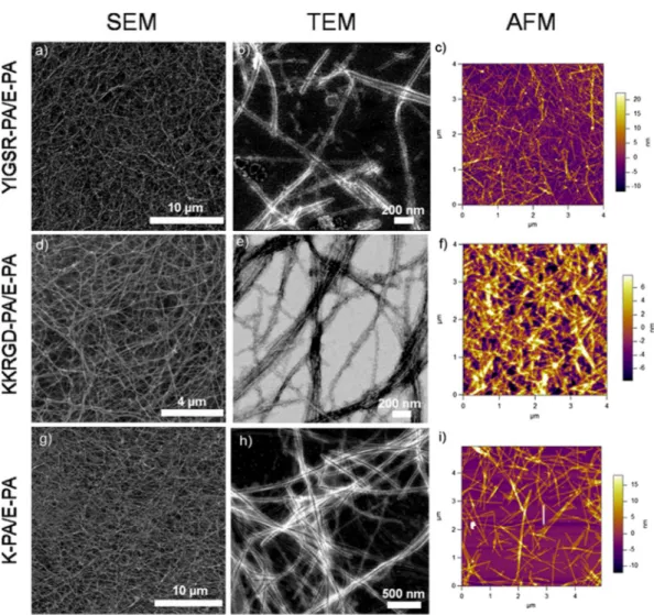 Fig. 4. Proliferation results of corneal ﬁbroblasts at 72 h. The YIGSR-PA nanoﬁbers exhibited a similar proliferation proﬁle on the HTK cell line compared with collagen.