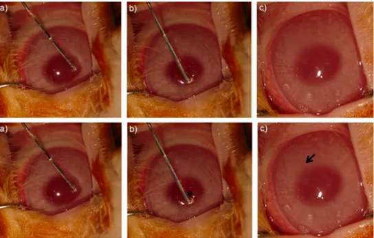 Fig. 7. Representative images of injection process of KKRGD-PA: (a, b) damaging of stromas by corneal dissector; (c) image of cornea after KKRGD-PA molecule injection.